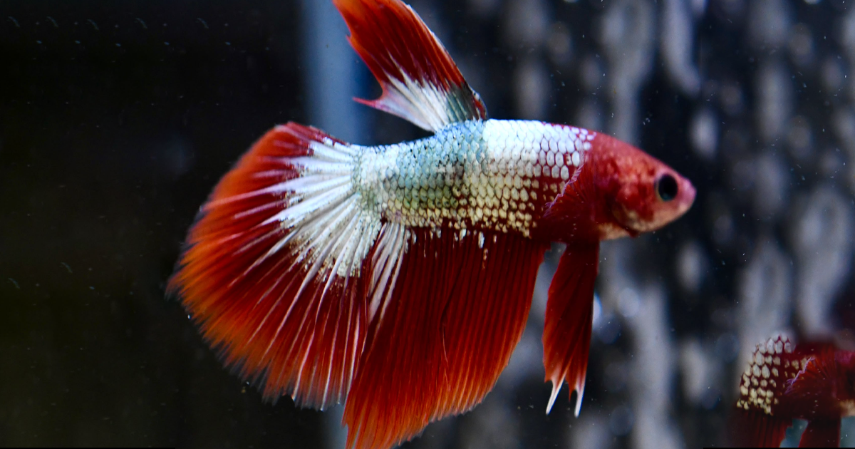 5 Tips Before Buying Guppies for Sale in Toronto